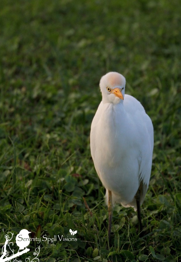 Cattle Egret in the Florida Wetlands