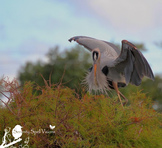 Great Blue Heron, Florida Wetlands Great Blue Heron, Florida Wetlands