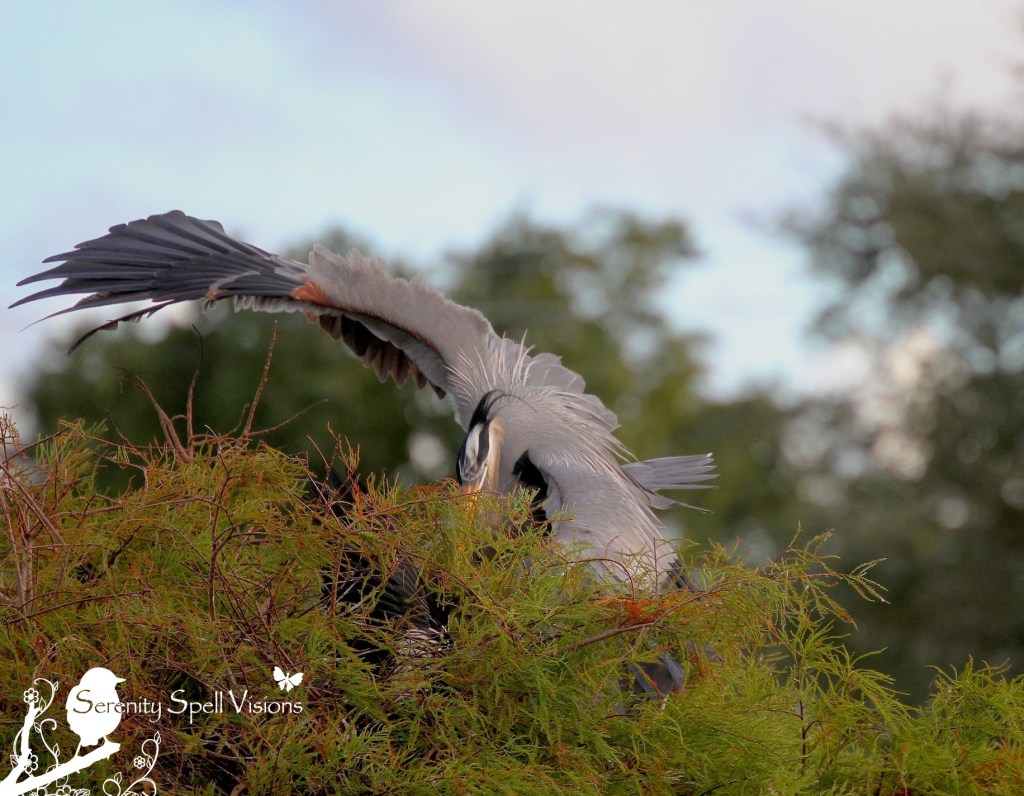 Great Blue Heron, Florida Wetlands