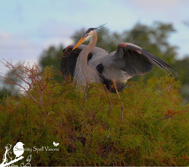 Great Blue Heron, Florida Wetlands Great Blue Heron, Florida Wetlands