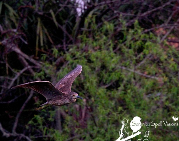 Black-crowned Night Heron (Juvenile) in Flight, Green Cay Wetlands