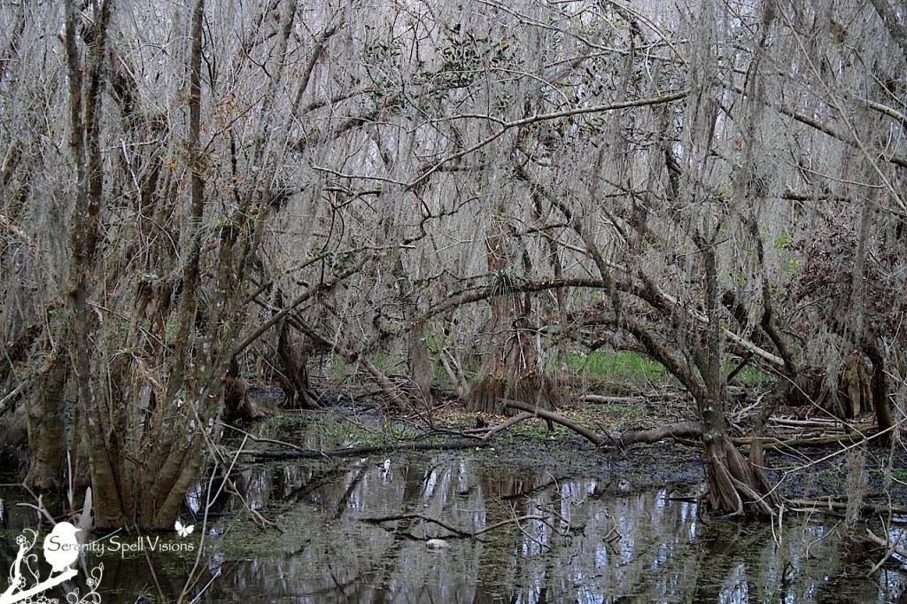 Big Cypress National Preserve