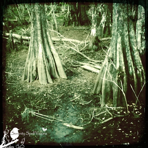 Cypress Trees in the Big Cypress National Preserve, Florida Cypress Trees in the Big Cypress National Preserve, Florida
