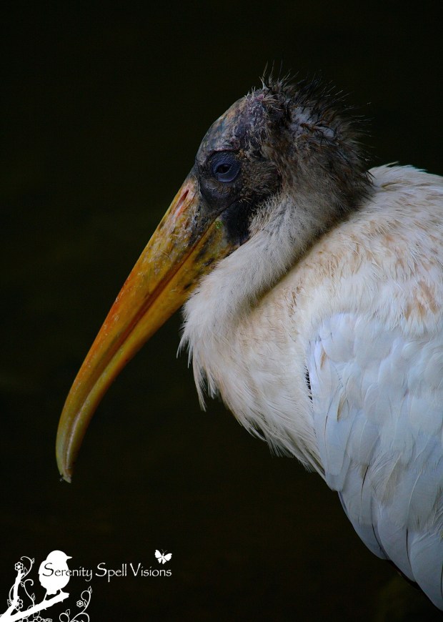 Wood Stork in the Florida Wetlands Wood Stork in the Florida Wetlands