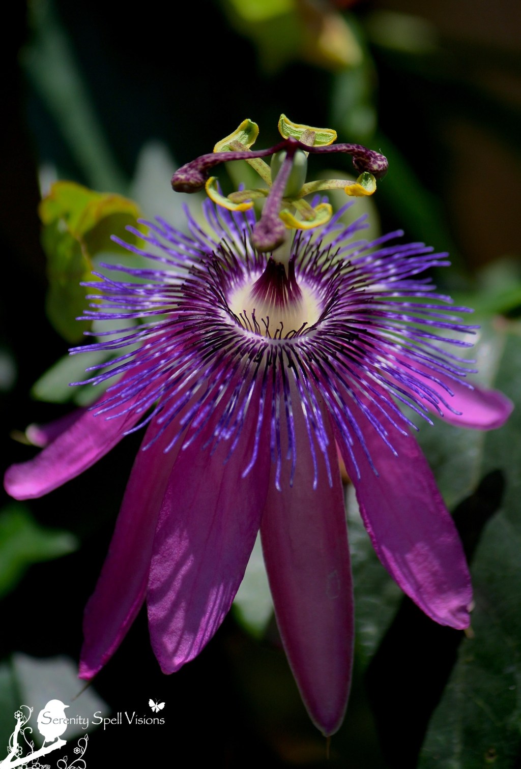 Passion Flower (Passiflora), "Lavender Lady"
