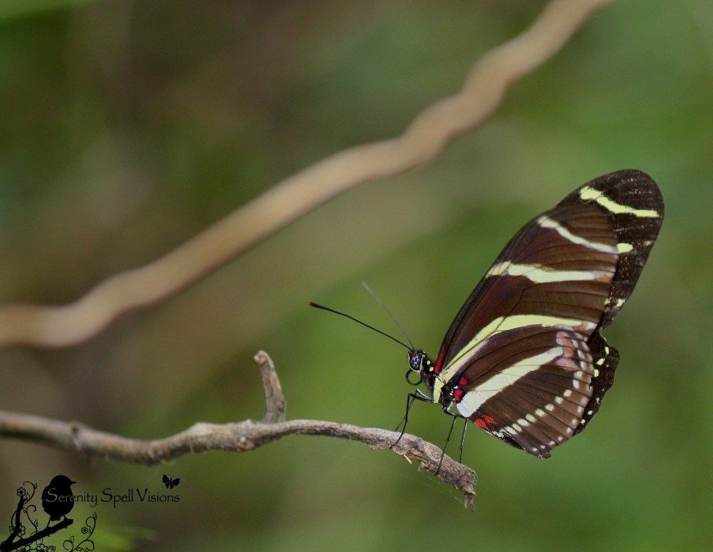 Zebra Longwing (Heliconius charitonius)