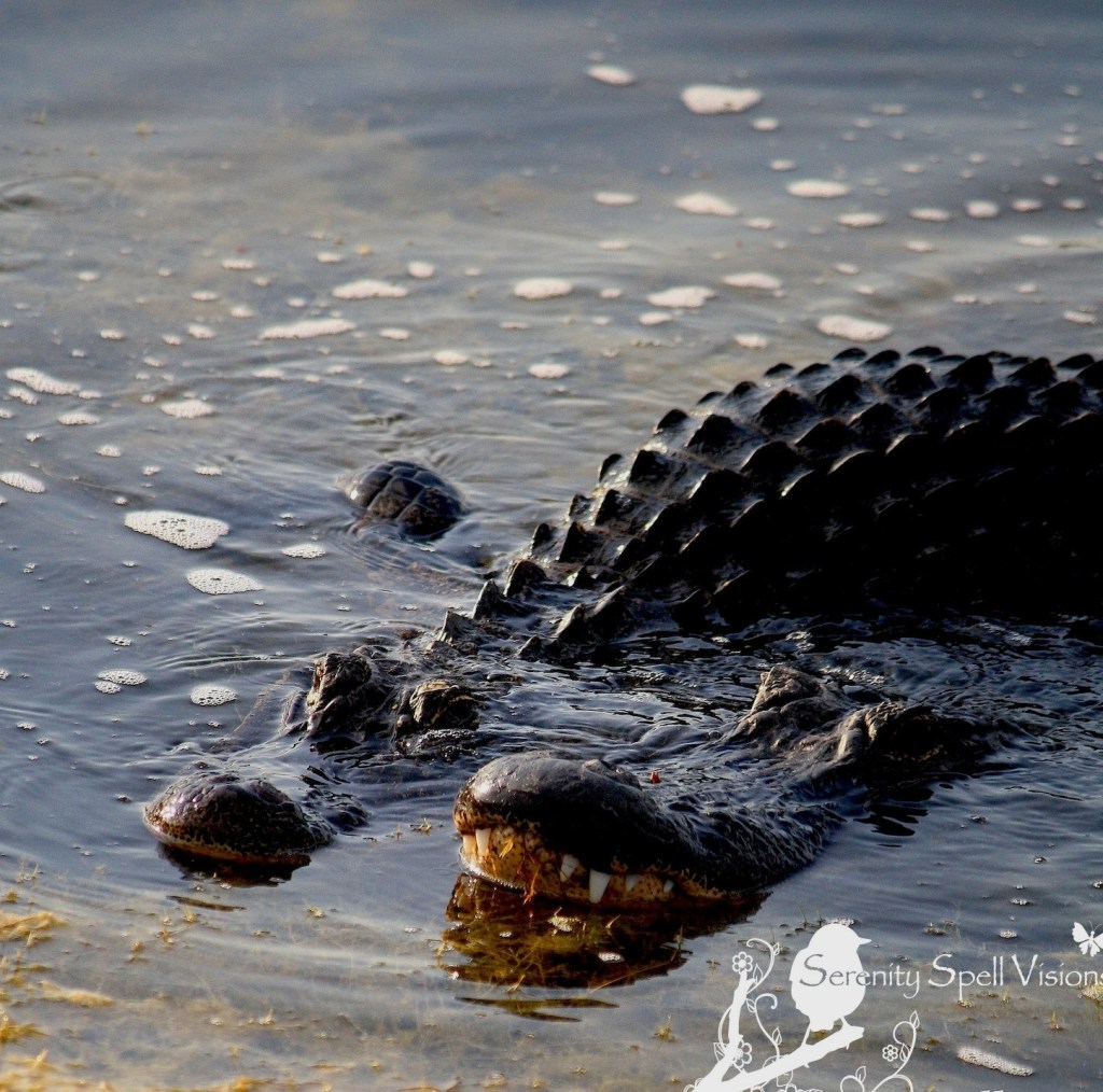 Alligator Pair in the Florida Wetlands