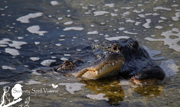 Alligator Pair in the Florida Wetlands