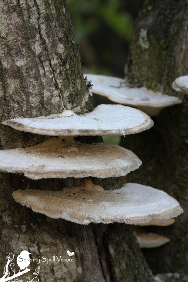 2013-01-13 14.51.23 copy