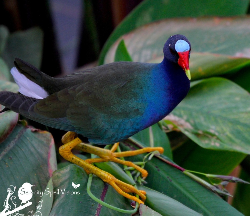 Purple Gallinule, Green Cay Wetlands, FL