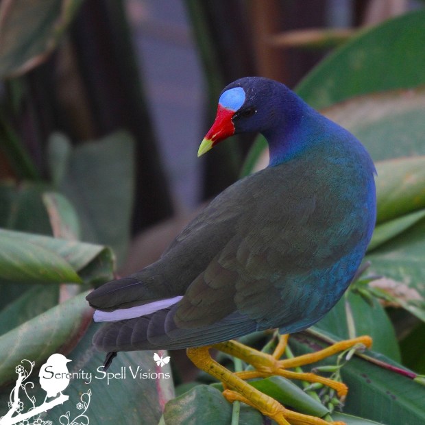 Purple Gallinule, Green Cay Wetlands, FL