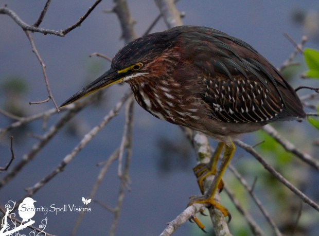 Green Heron, Florida Wetlands