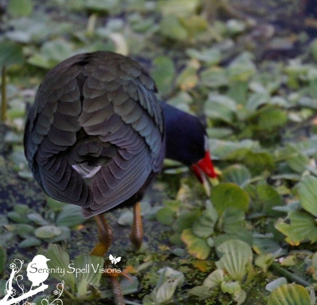 Purple Gallinule, Green Cay Wetlands, FL