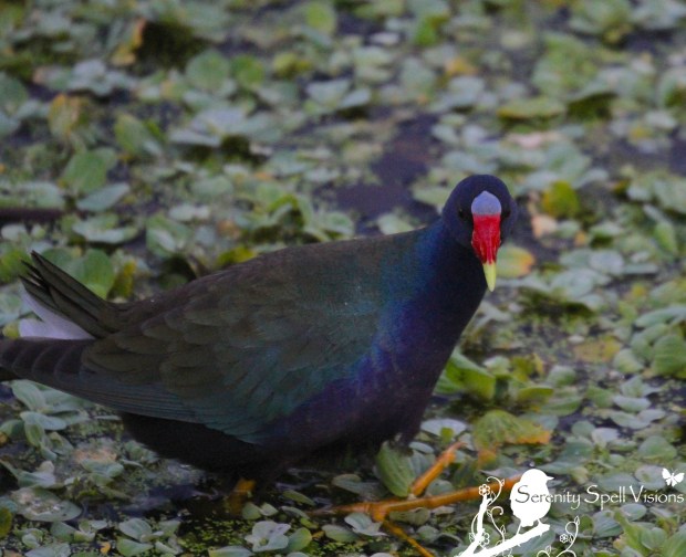 Purple Gallinule, Green Cay Wetlands, FL
