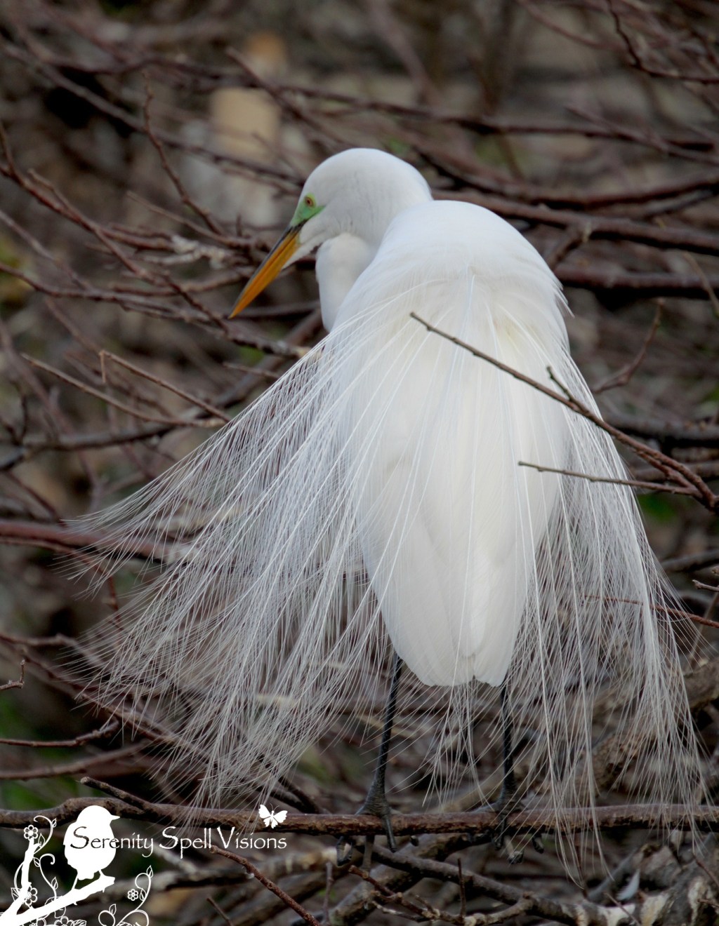 Breeding Great Egret, Florida Wetlands