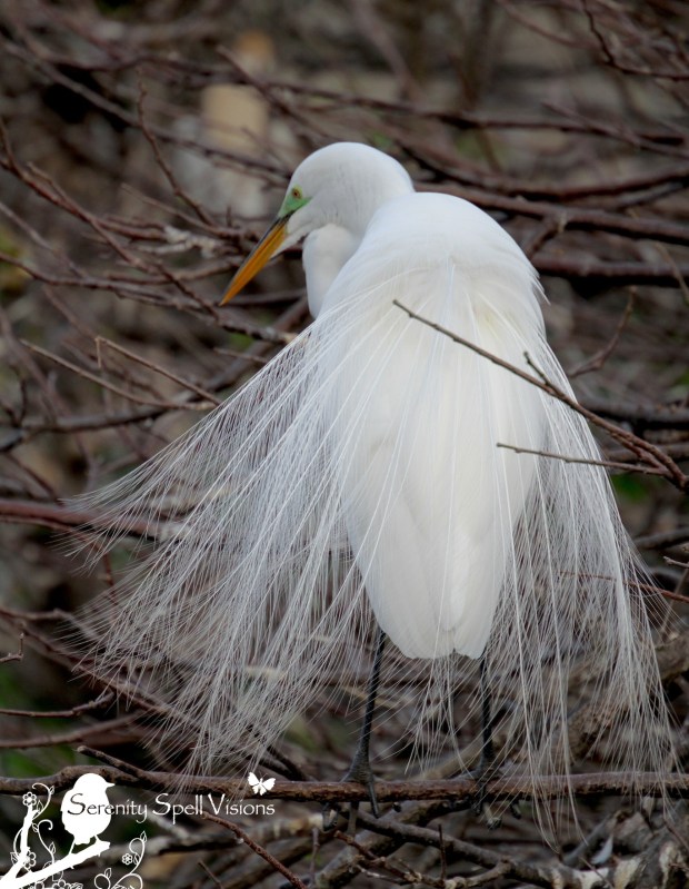 Breeding Great Egret, Florida Wetlands