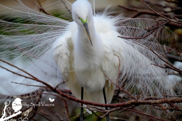 Breeding Great Egret, Florida Wetlands
