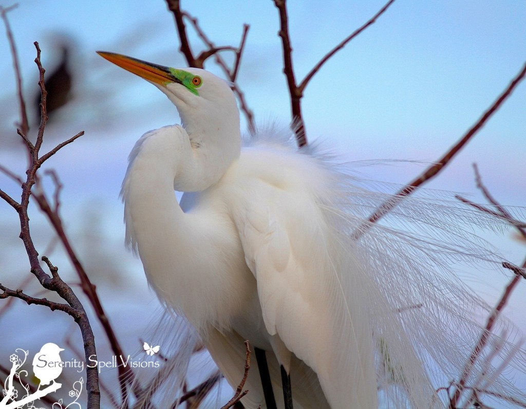 Breeding Great Egret, Florida Wetlands