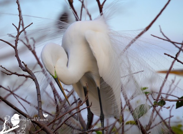 Breeding Great Egret, Florida Wetlands