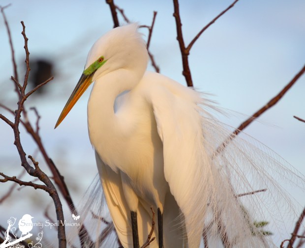 Breeding Great Egret, Florida Wetlands
