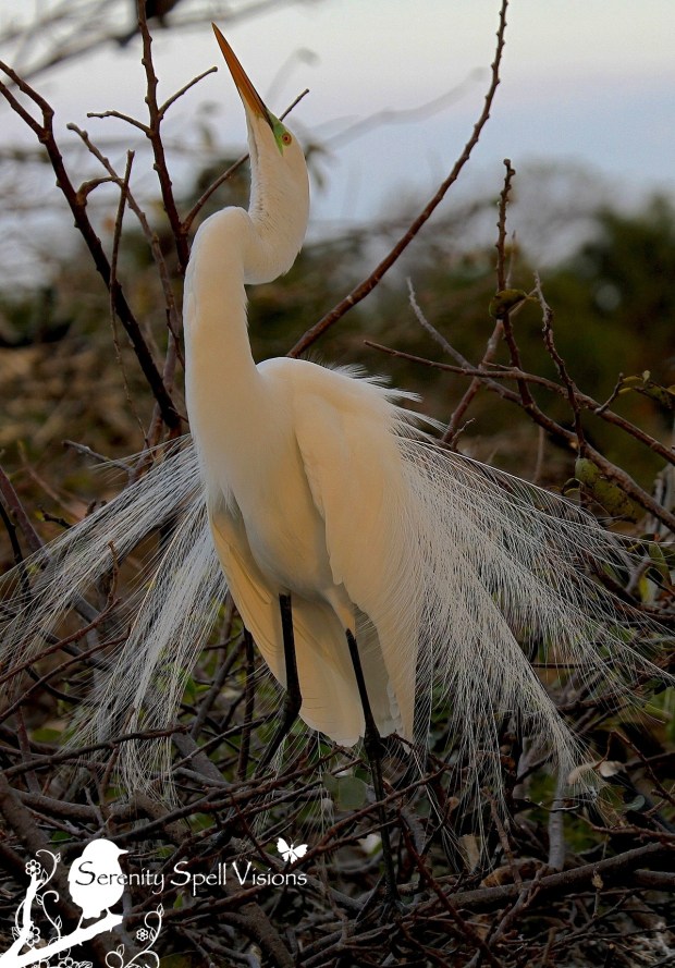 Breeding Great Egret, Florida Wetlands
