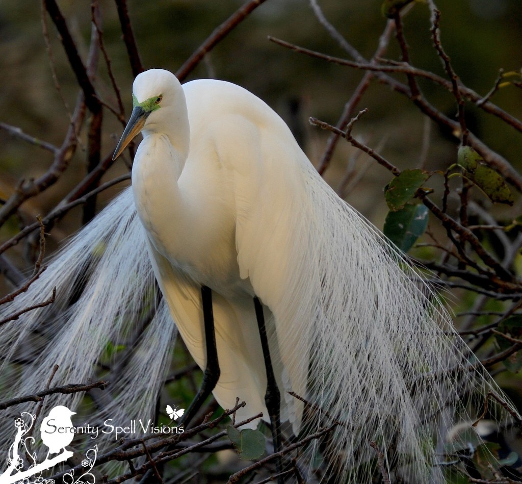 Breeding Great Egret, Florida Wetlands