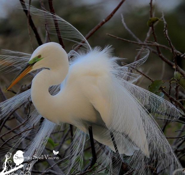 Breeding Great Egret, Florida Wetlands