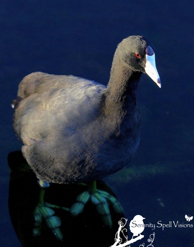 American Coot, Florida Wetlands