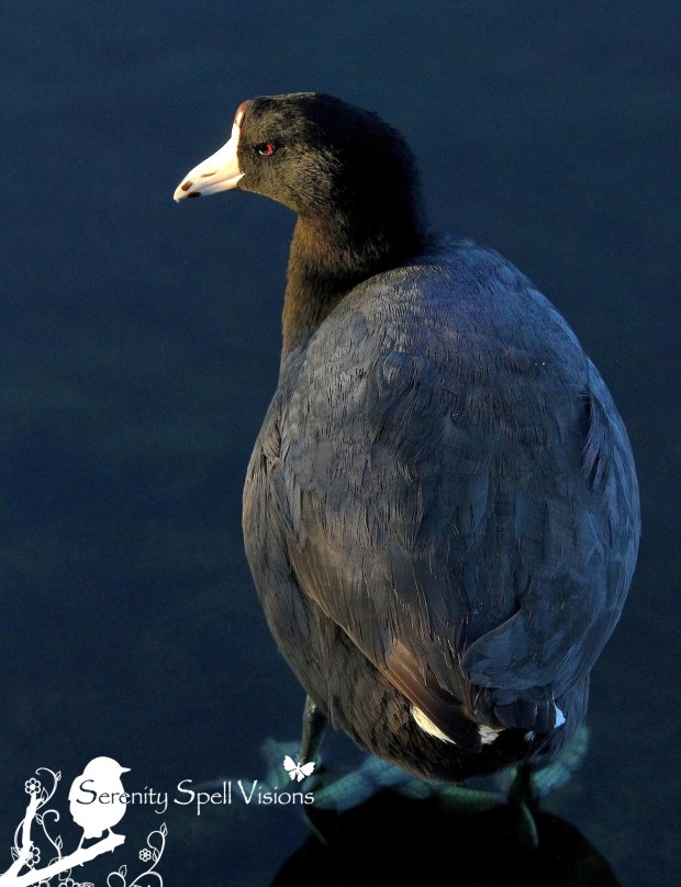 American Coot, Florida Wetlands