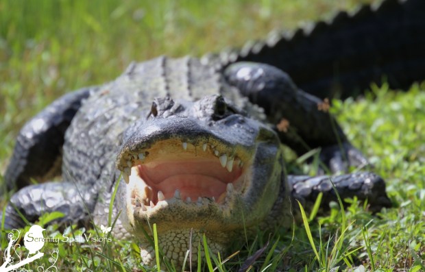 Sunning Alligator in Grassy Waters Preserve, Florida