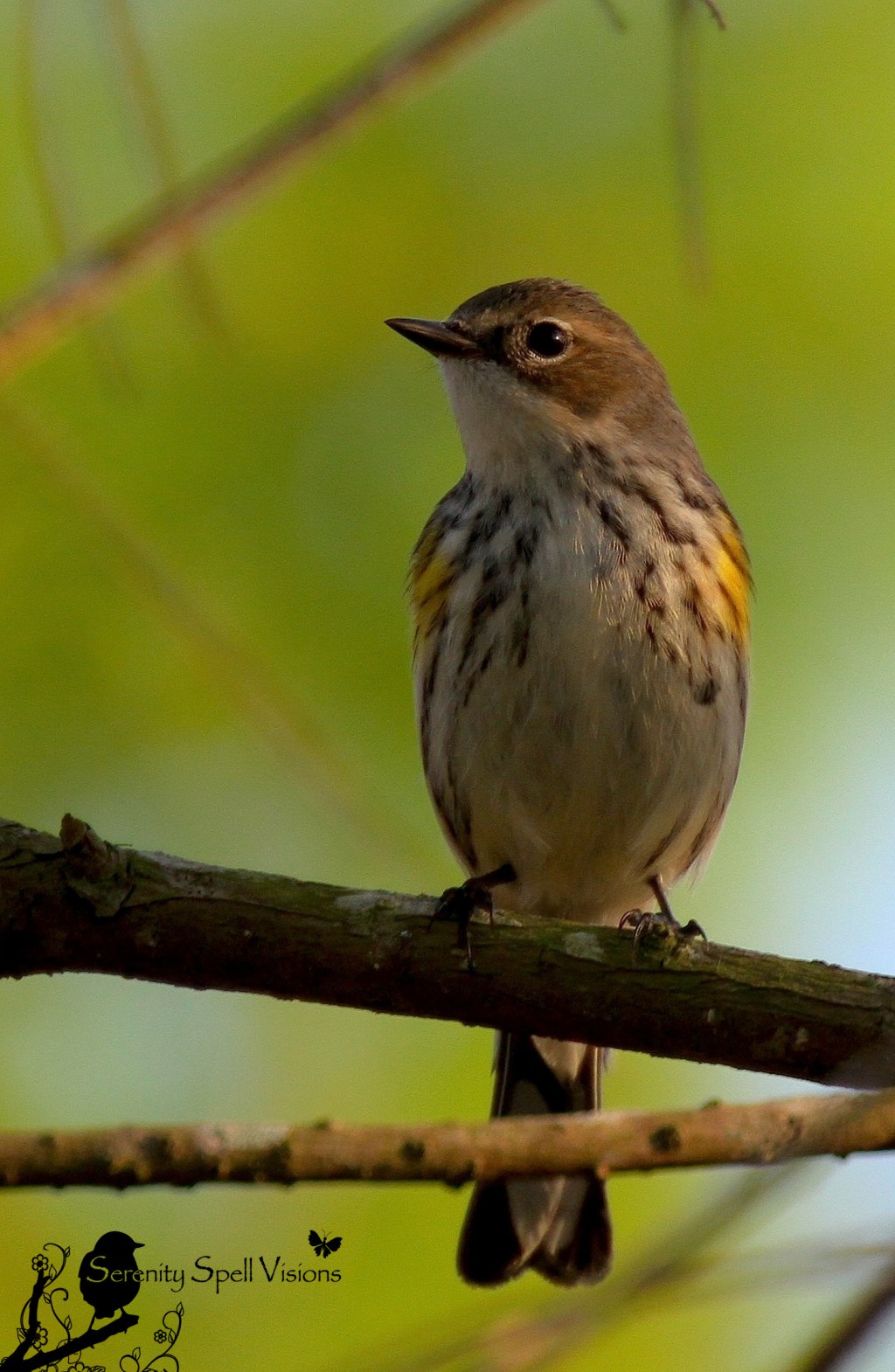 Palm Warbler, Florida Everglades