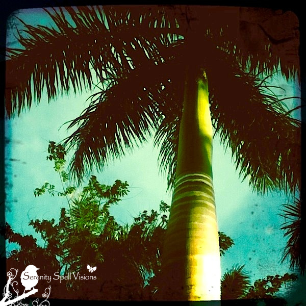 Retro Palm Tree, Florida Retro Palm Tree, Florida