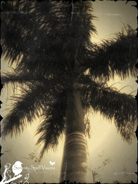 Retro Palm Tree, Florida Retro Palm Tree, Florida