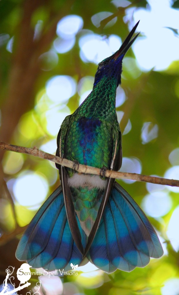 Sparkling violet ear hummingbird, Butterfly World, FL