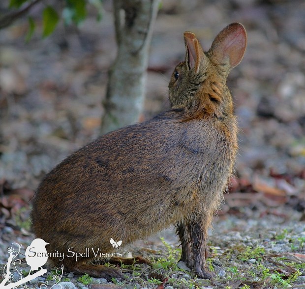 Marsh Rabbit, Florida Wetlands