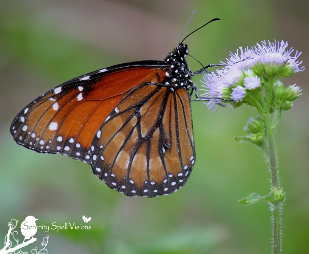 Viceroy Butterfly (Limenitis archippus), Arthur R. Marshall