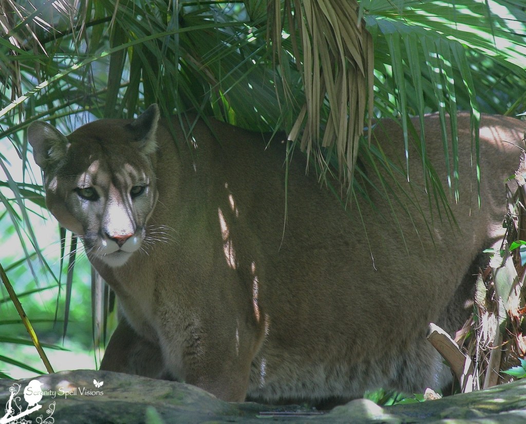 Rescued Florida Panther at Flamingo Gardens, Florida