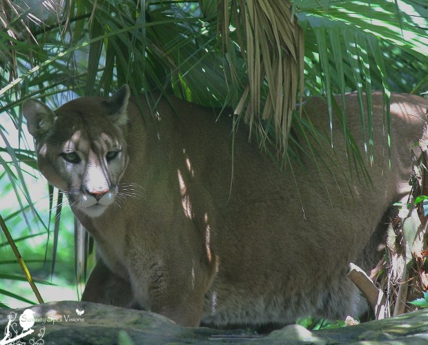 Rescued Florida Panther at Flamingo Gardens, Florida