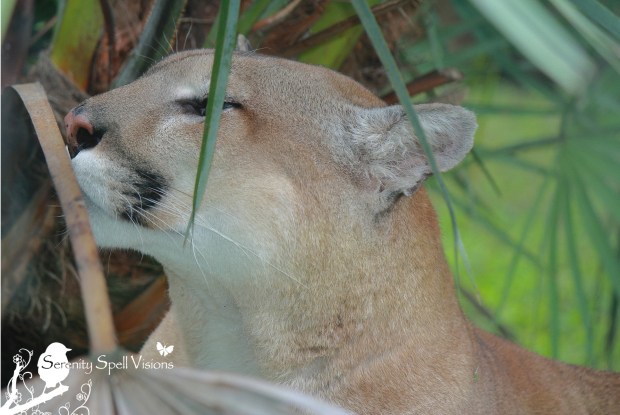 Rescued Florida Panther at Flamingo Gardens, Florida
