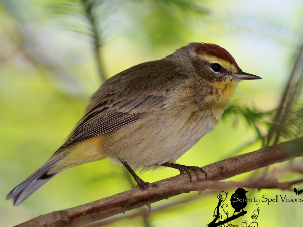 Palm Warbler, Florida Wetlands