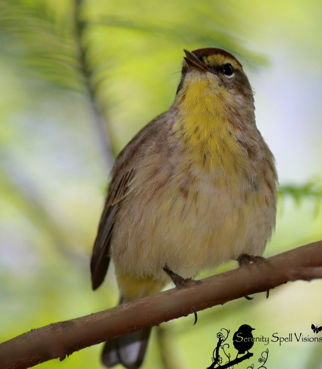 Palm Warbler, Florida Wetlands