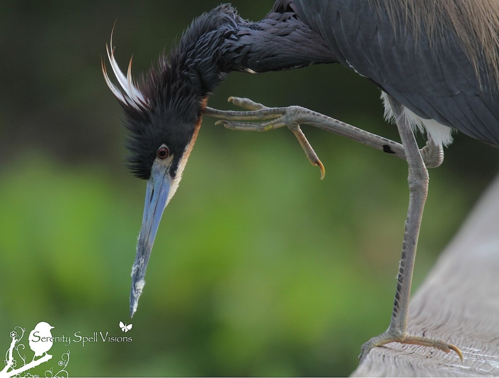 Tricolored (Louisian) Heron in Breeding Plumage, Florida Wetlands