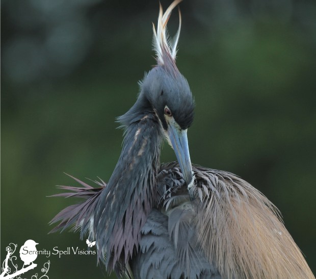 Tricolored (Louisian) Heron in Breeding Plumage, Florida Wetlands