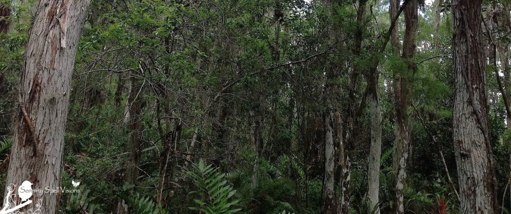 Cypress Swamp, Arthur R. Marshall Loxahatchee National Wildlife Refuge, Florida