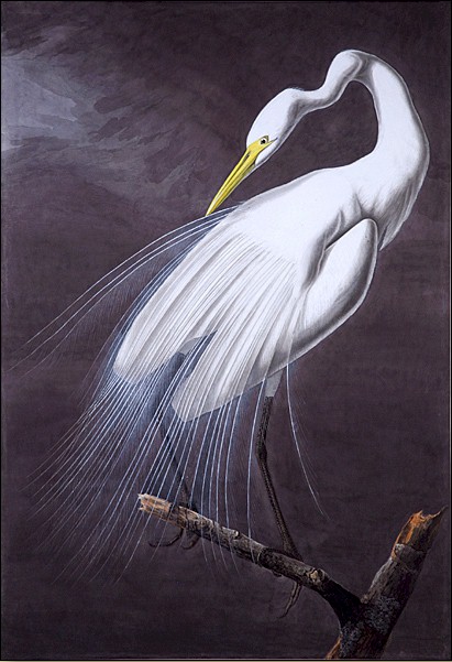 Audubon, Great Egret, 1821