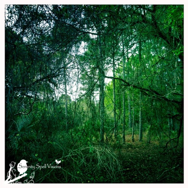 Flatwoods to Swamp Along the Florida Trail, Florida
