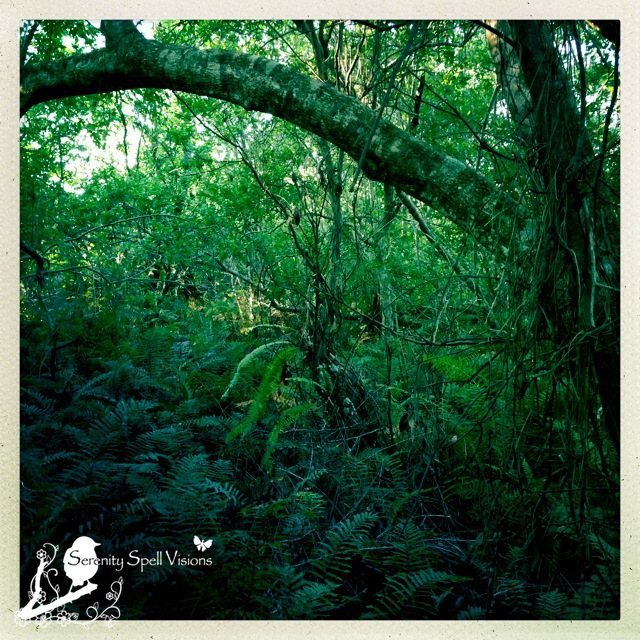 A New Trail, Seabranch Preserve State Park, Florida 