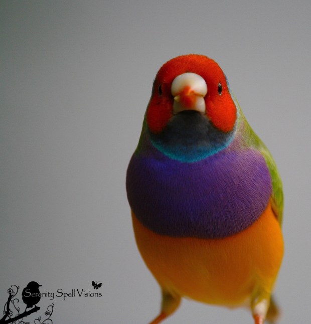 Gouldian Finch (Rainbow Finch), Butterfly World, Florida Gouldian Finch (Rainbow Finch), Butterfly World, Florida