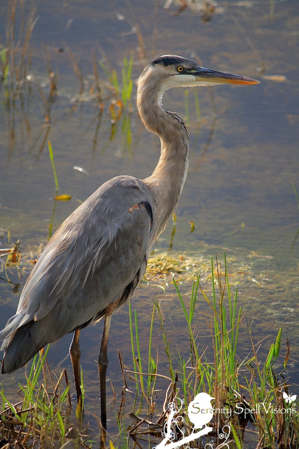 Great Blue Heron in Arthur R. Marshall Loxahatchee National Wildlife Refuge, Florida 