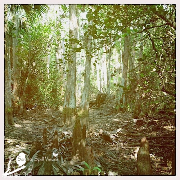 Cypress Swamp, Cypress Creek Natural Area, Florida